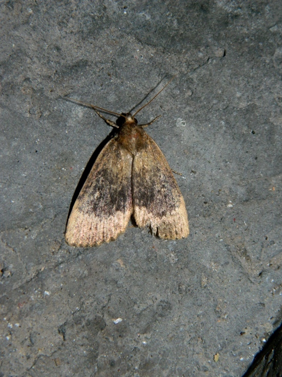 Amphipyra perflua